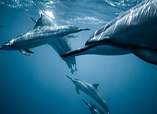 APP下载-湖人佩总完美操作！打造豪华军团 预定最佳经理？